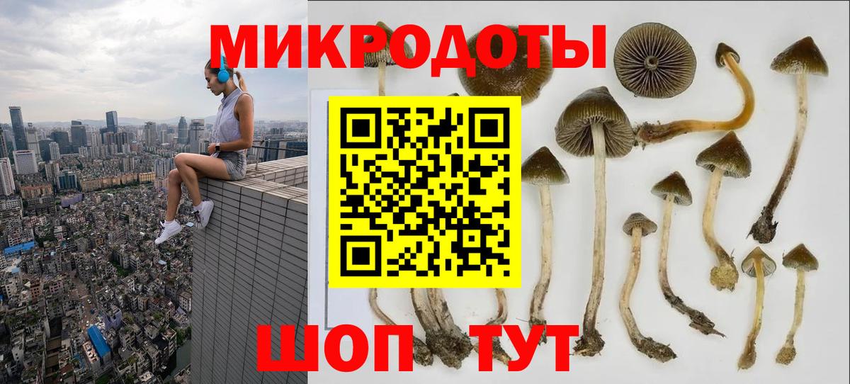 Галлюциногенные грибы Psilocybe Геленджик